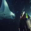 Diving Shop Immersion SA - Confignon - Plonger de nuit