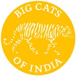 big-cats-of-india-gmbh